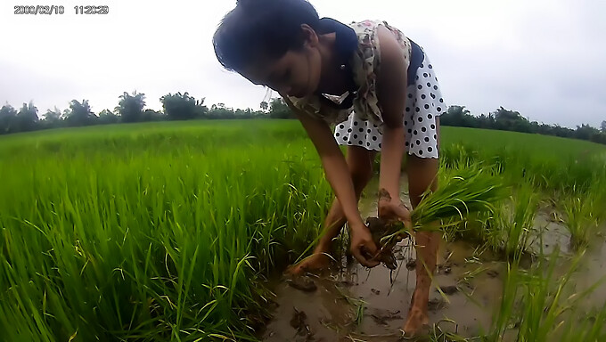 Rice Paddy: Eine Sexy Asiatische Frau In Der Öffentlichkeit